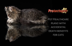 Main Coone cat looking at the accidental death benefits offered by Protectapet